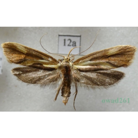 Harpella forficella (Scopoli, 1763) Czech12a